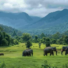 elephants-grazing-lush-green-valley